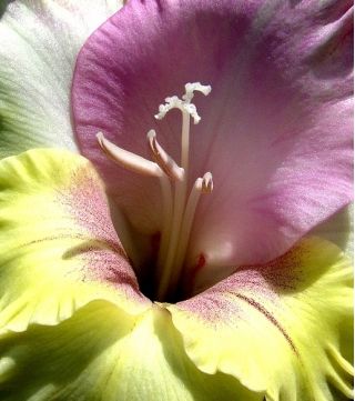 唐菖蒲我的爱 -  10个洋葱 - Gladiolus Mon Amour