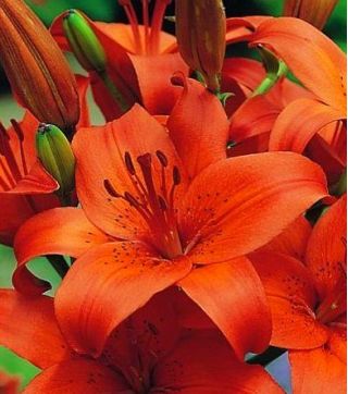 Lilium, Lily Asiatic Orange - củ / củ / rễ - Lilium Asiatic White