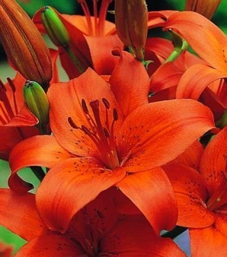 Orange Aziatic lily - oranžna - velik paket! - 15 kosov.