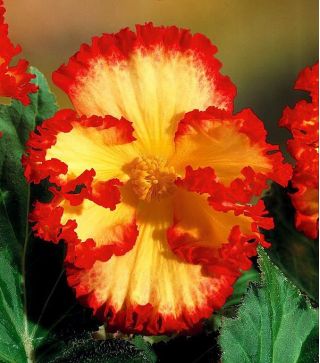 Begonia x tuberhybrida - Marginata Yellow - paketti 2 kpl