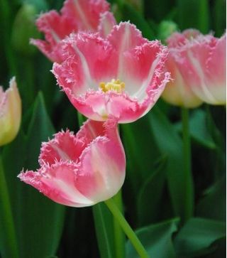 Tulpes Fancy Frills - 5 gab. Iepakojums - Tulipa Fancy Frills