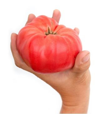 Tomate - Brutus - Lycopersicon esculentum Mill  - graines