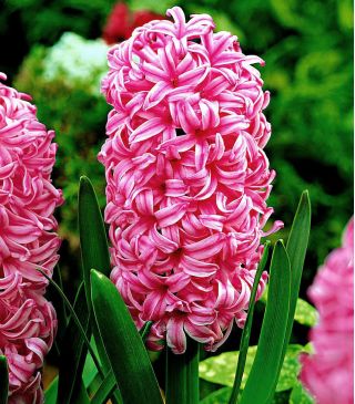 صفير اللؤلؤ الوردي - صفير اللؤلؤ الوردي - 3 البصلة -  Hyacinthus orientalis 