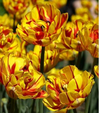Νίκαια Golden Tulip - Νίκαια Golden Tulip - 5 βολβοί - Tulipa Golden Nizza