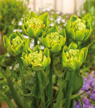 Τριαντάφυλλο πράσινο Bizarre - 5 τεμ - Tulipa Green Bizarre