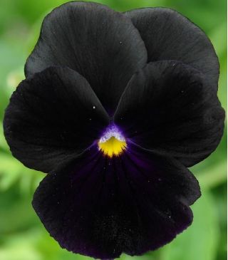 三色堇黑王种子 - 中提琴x wittrockiana  -  320种子 - Viola x wittrockiana  - 種子