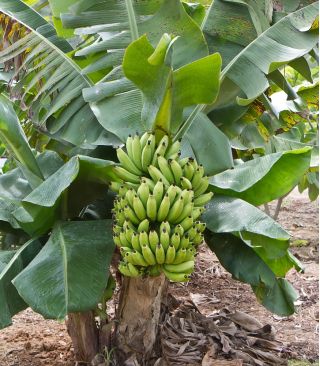 Růžová banánová semena - Musa velutina - 5 semen