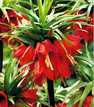 Kejserkrone - rød -  Fritillaria imperialis