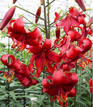 Lilium, Lily Tiger roșu - bulb / tuber / rădăcină - Lilium Red Tiger