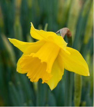 Narcises - Golden Harvest - 5 gab. Iepakojums - Narcissus