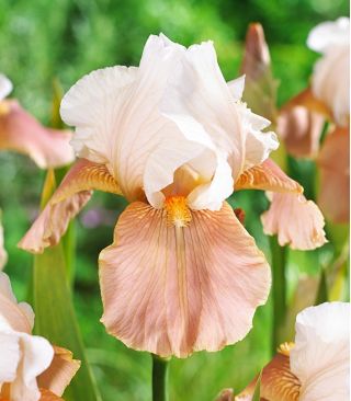 Iris germanica Slávnostná sukňa - cibuľka / hľuza / koreň