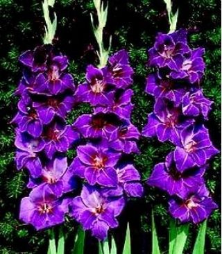 Kardelis Violetta - pakuotėje yra 5 vnt - Gladiolus Violetta