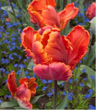 Tulp Prinses Irene Parrot - pakket van 5 stuks - Tulipa Prinses Irene Parrot