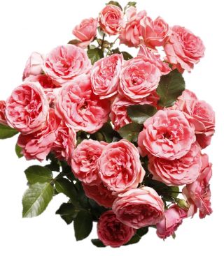 گل چند گیاه گل رز - صورتی - گلدان گلدان - 