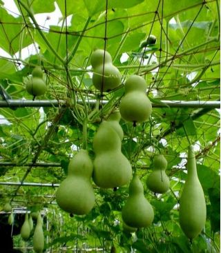 葫芦，葫芦 - 品种混合 -  7粒种子 - Lagenaria siceraria - 種子