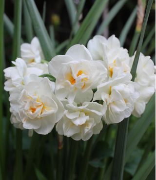 Narcis - Cheerfulness - pakket van 5 stuks - Narcissus