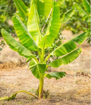 Semillas de plátano rosa - Musa velutina - 5 semillas
