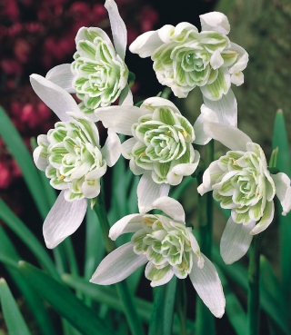 Galanthus nivalis flore pleno - Snowdrop flore pleno - XXL pakke 150 stk