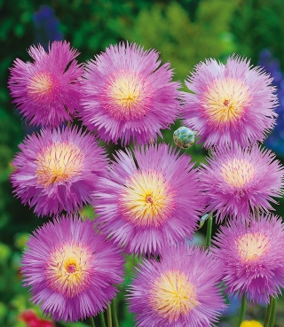 Rudzupuķe 'Graciosa' - sēklas (Centaurea imperialis)