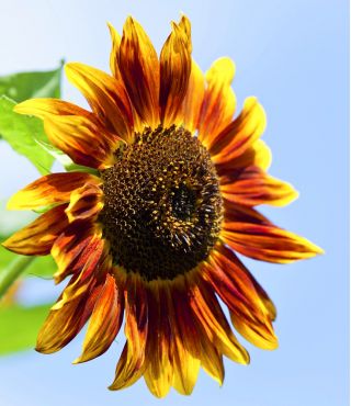 Kerdil Hias Bunga Sunflower bercampur - Helianthus annuus - benih