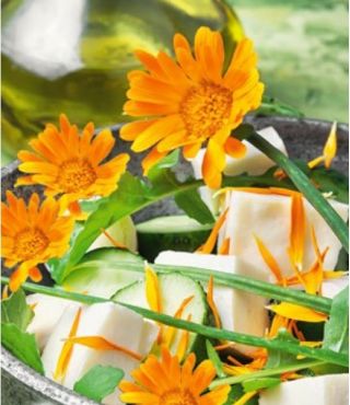 Yenilebilir Çiçekler - Pot kadife çiçeği - portakal; yoğurtlar, ortak kadife çiçeği, İskoç kadife çiçeği - tohumlar