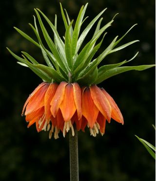Fritillaria imperialis Aurora - императорска корона