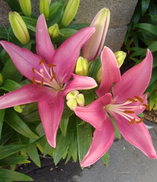 Pink Asiatic lily - Pink - Large Pack! - 15 pcs.