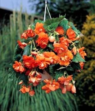 Begonia ×tuberhybrida pendula - orange - paquet de 2 pièces