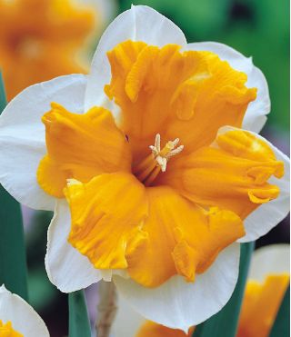 Narcissläktet - Orangery - paket med 5 stycken - Narcissus