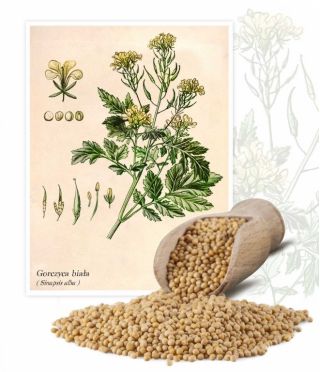 10 Semi//Seeds CARPINUS BETULUS