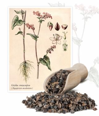 Pohánka - 1 kg - Fagopyrum esculentum - semená