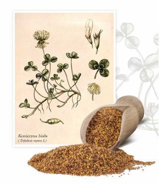 Baltasis dobilas - Grasslands Huia - 1 kg - Trifolium repens - sėklos