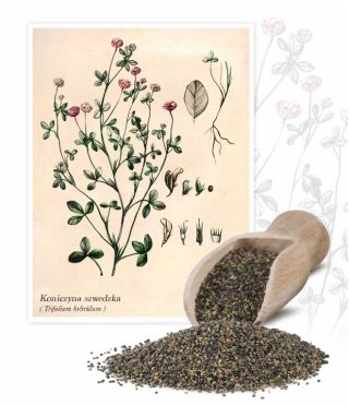 Rausvasis dobilas - Aurora - 1 kg - Trifolium hybridum - sėklos