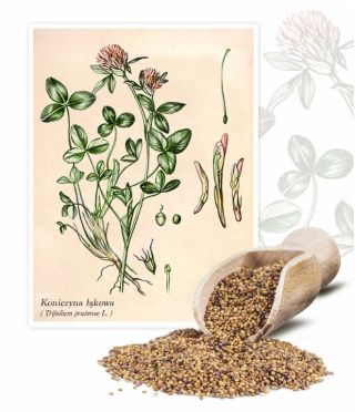 Клевер луговой - Dajana - 1 кг - 540000 семена - Trifolium pratense