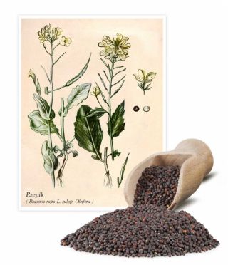 芜菁油菜，芥末“Brachina” -  1公斤 - Brassica rapa L. subsp. Oleifera - 種子
