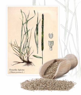 Timothy-grass "Alma" - 1 kg; timothy, meadow cat's-tail, common cat's tail