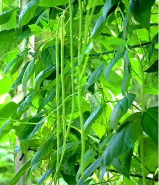 Cowpea sėklos - Vigna sinensis - 60 sėklų