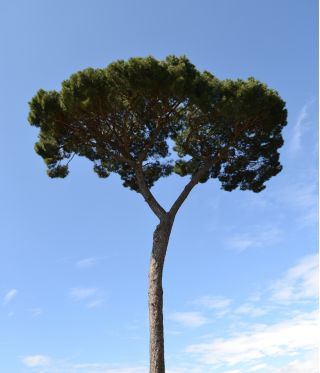 حجر الصنوبر - ينتج الصنوبر والجوز - Pinus pinea - ابذرة