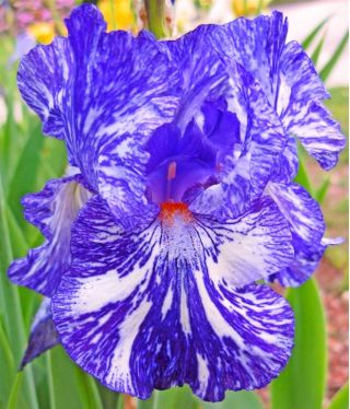 Tyskiris - Batik - Iris germanica