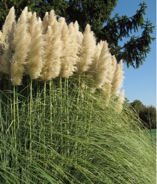 White pampas grass - seedling -  large package! - 10 pcs