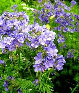 야곱의 사다리 혼합 씨앗 - Polemonium coerulea - 200 씨앗 - Polemonium caeruleum