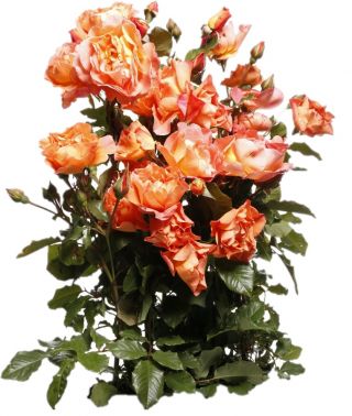 Arbusto rosa - arancio - piantina in vaso - 