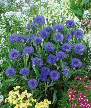 Rudzupuķe - zila - zema šķirne - sēklas (Centaurea cyanus)