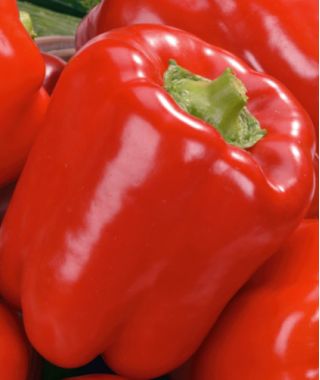 Pepper "Trapezoid" - red variety producing large fruit 