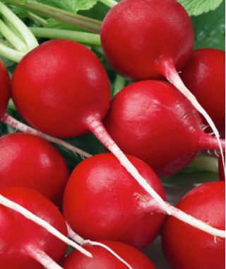 Ραπανάκι "Fiesta" - ταχέως αναπτυσσόμενα, στρογγυλά ή σε σχήμα καρδιάς, καρμίνι κόκκινες ρίζες - 850 σπόρους - Raphanus sativus L. - σπόροι