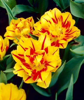 Tulipán Monsella - csomag 5 darab - Tulipa Monsella