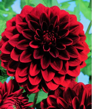 ダリアアラビアンナイト 球根 塊茎 根 Dahlia Garden Seeds Market 送料無料