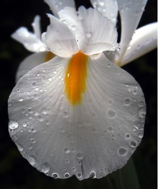 Iris hollandica White Excelsior - 10 لامپ - Iris × hollandica
