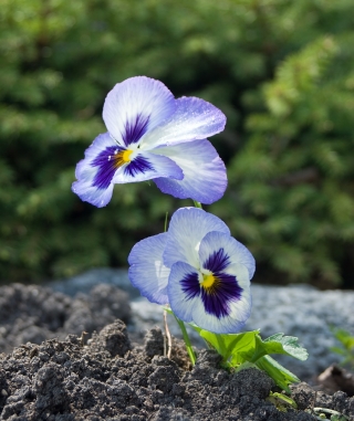 Taman bunga yang besar - biru dengan tempat putih-dan-laut "Adonis" - 320 biji - Viola x wittrockiana  - benih
