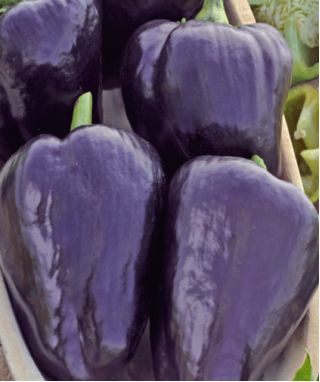Перець "Ноктурн" - темно-фіолетовий, трикутний плід - Capsicum L. - насіння